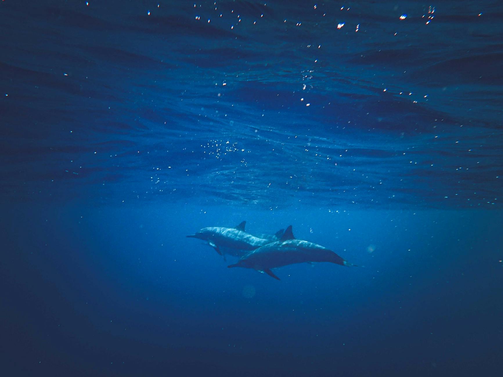 Two dolphins swimming underwater in the open ocean.